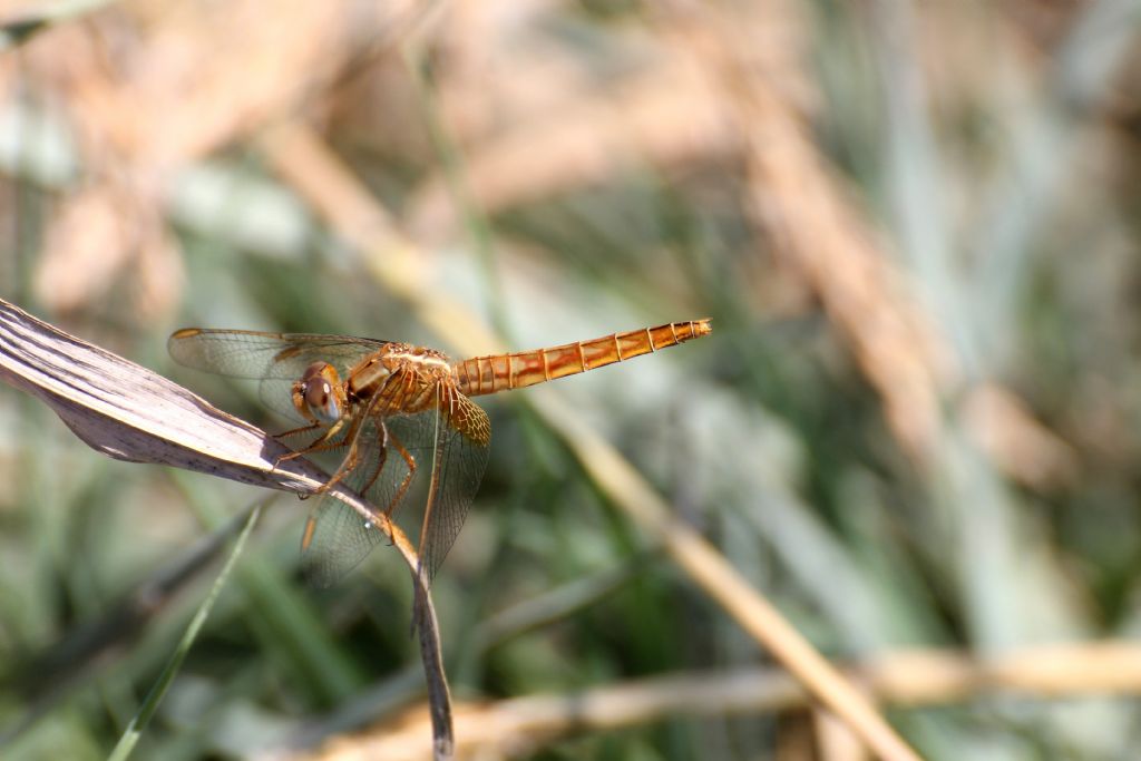 Crocothemis erythraea: maschi immaturi e femmine